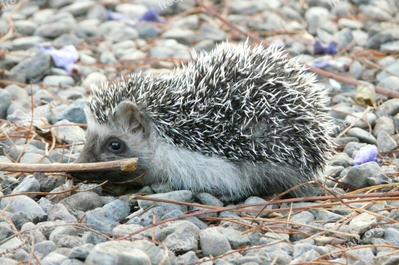 Hedgehog Cute Prickly Free Photos