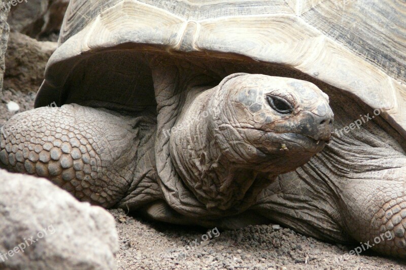 Turtle Zoo Animal Free Photos