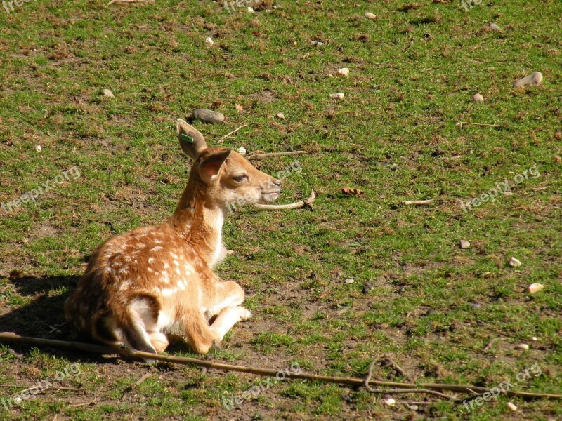 Roe Deer Kitz Bambi Wild Fawn