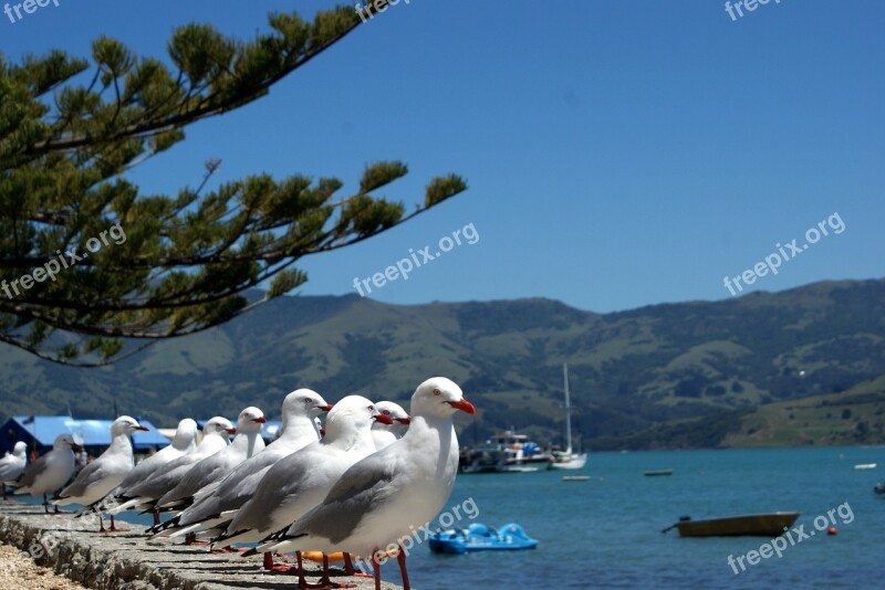 Gulls Sea Blue Free Photos