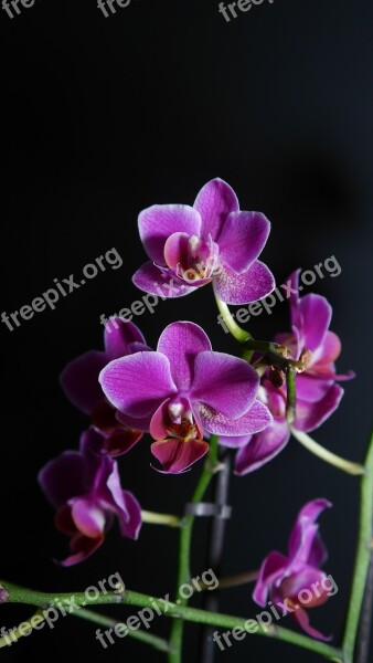 Orchid Purple Flower Blossom Bloom