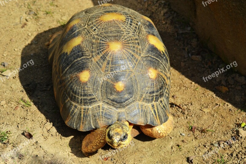 Yellow-footed Tortoise South American Geochelone Denticulata Reptile Hard Shell