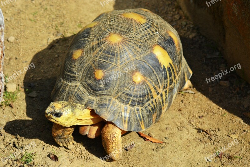 Yellow-footed Tortoise South American Geochelone Denticulata Reptile Hard Shell