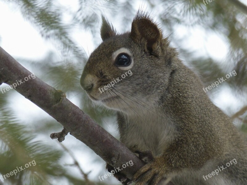 Squirrel Animal Forest Branch Tree