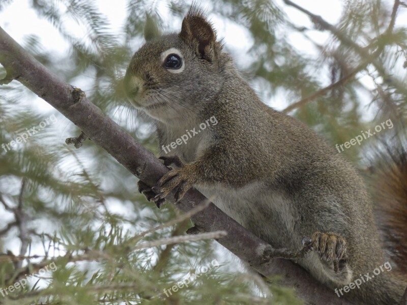 Squirrel Animal Forest Branch Tree