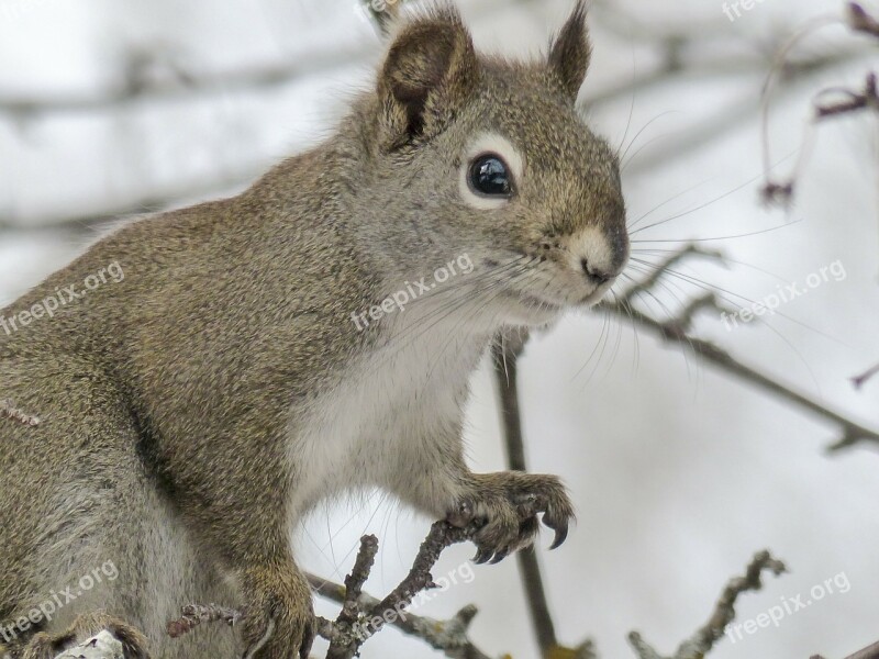 Squirrel Animal Forest Branch Tree