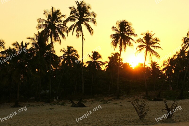 Sunrise Palms India Free Photos