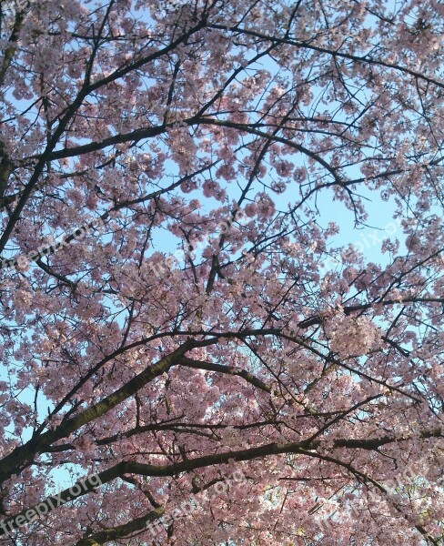 Wild Cherry Tree Pink Sky Free Photos