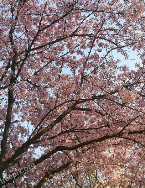 Wild Cherry Tree Pink Herrlich Free Photos