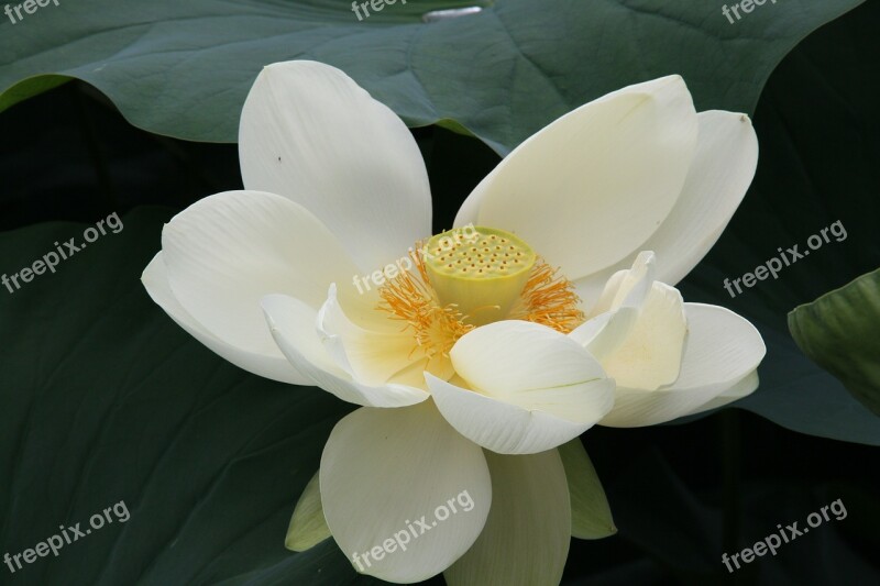 Macro Lotus Blossom Close Up Blossom Bloom