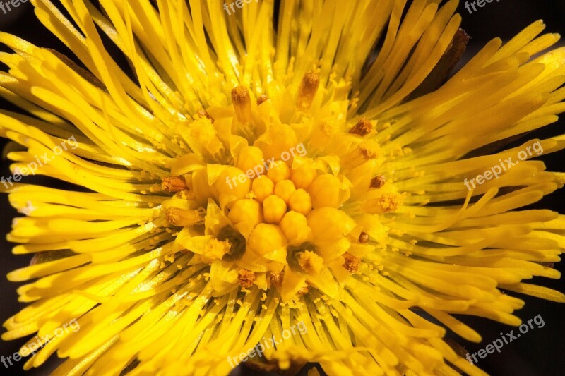 Tussilago Farfara Flower Macro Close Up Blossom