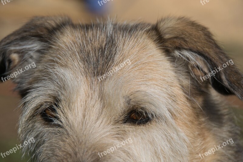 Dog Dog Eyes Hybrid Fur Mammal