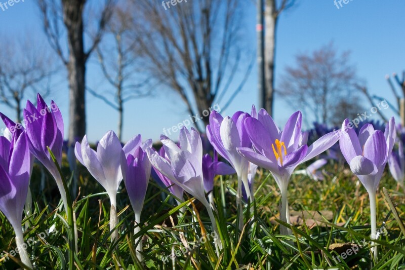 Crocus Spring Blossom Bloom Flowers