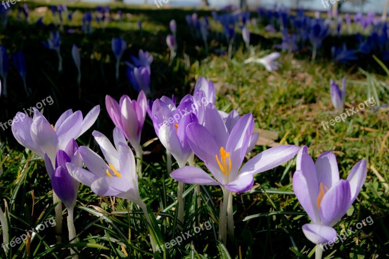 Crocus Spring Blossom Bloom Flowers