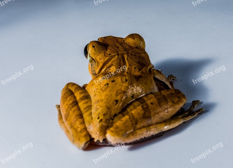 Tree Frog Anuran Frog Amphibians Free Photos