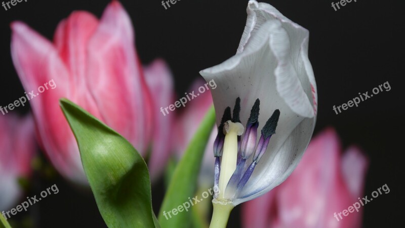 Tulip Faded Flowers Ovule Seeds Was