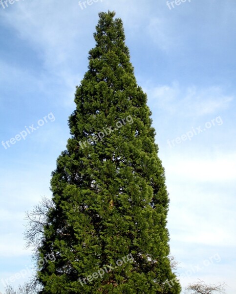 Cypress Sequoia Trees Pond Park Amriswil