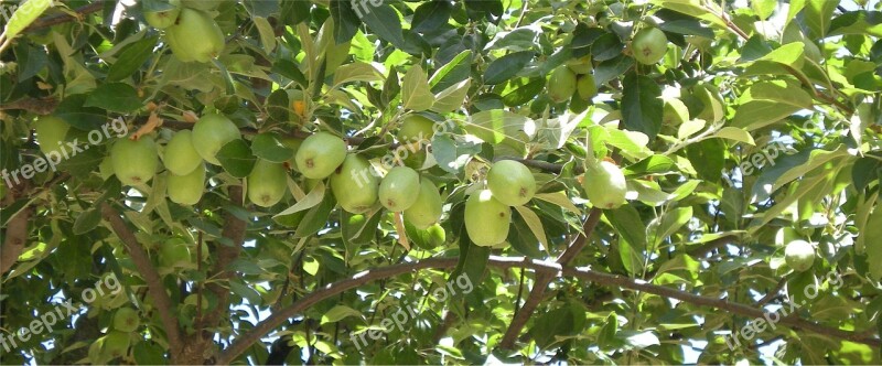 Apple Apple Tree Tree Garden Plants