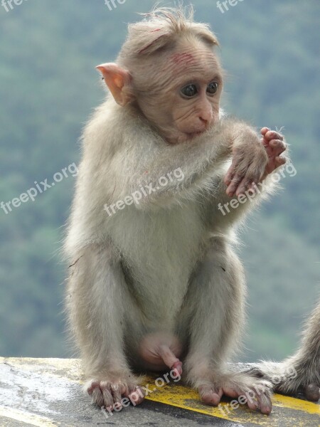 Monkey Animal Mammal Sitting Ape