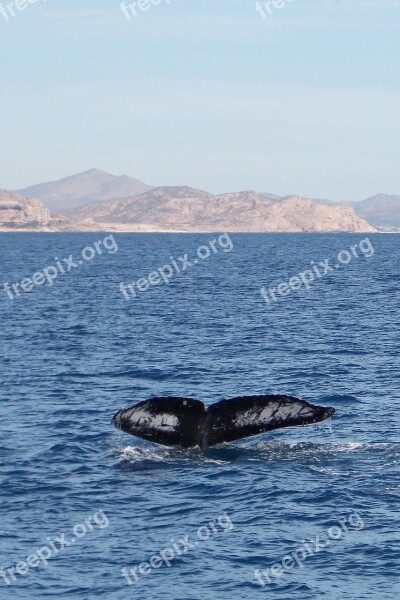 Whale Sea Beach Free Photos