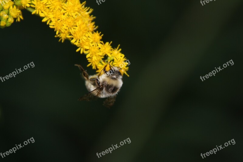 Bee Honey Bee Flower Blossom Bloom