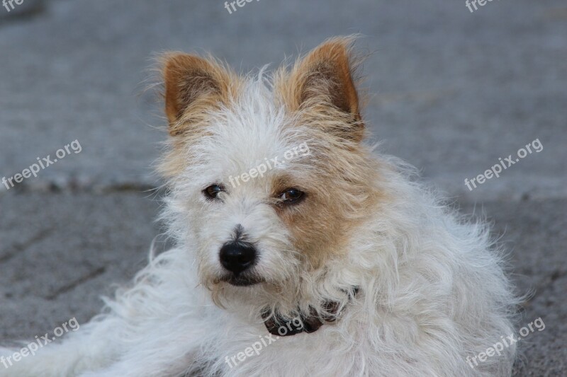 Yorkshire Terrier Terrier Dog Lying Lazy