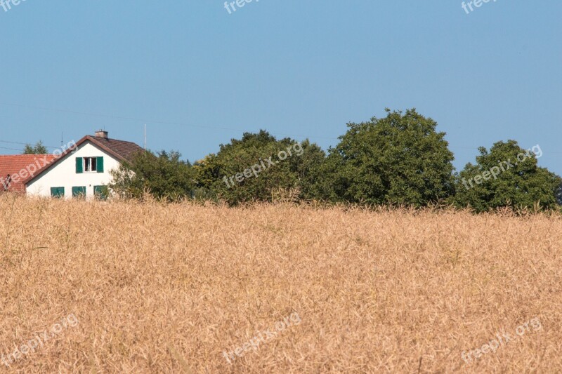 Summer Summer Day Field Agriculture Harvest