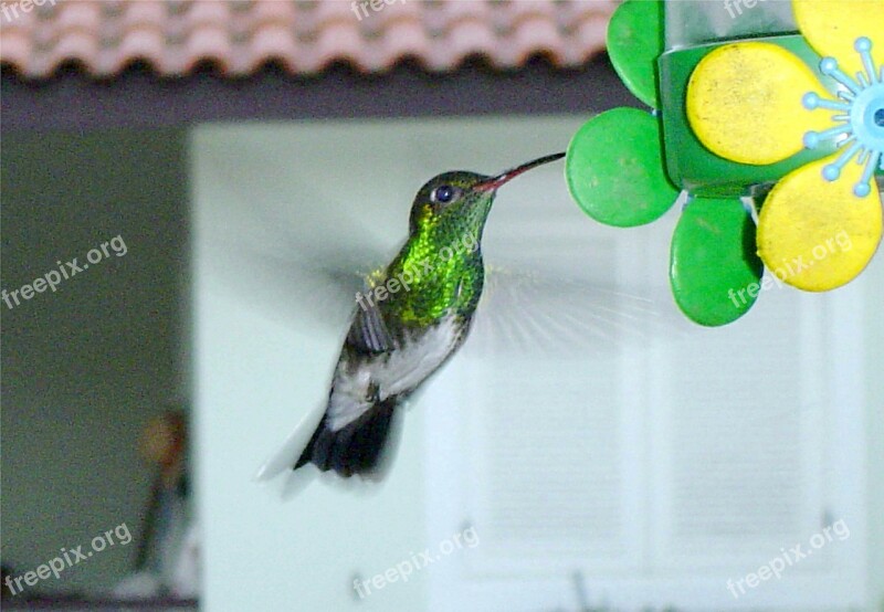 Hummingbird In The Backyard Boraceia Bertioga Brazil Free Photos