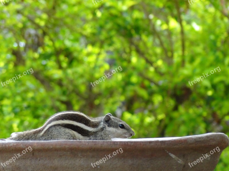 Squirrel Outdoors Close-up Rodent Animal