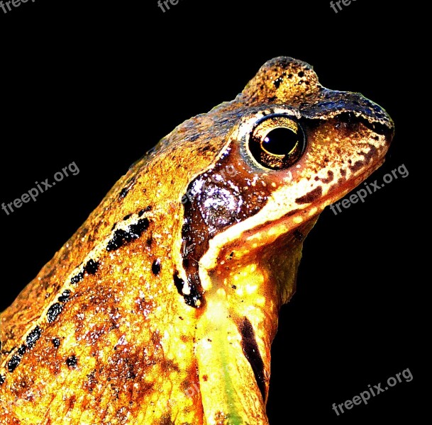 Frog Nature Animal Close Up Toad