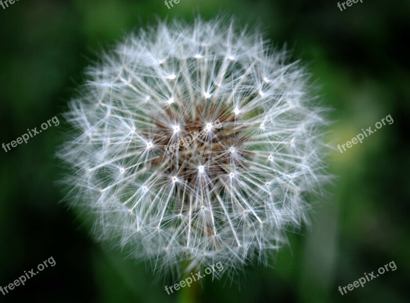 Dandelion Plant Seeds Nature Flowers