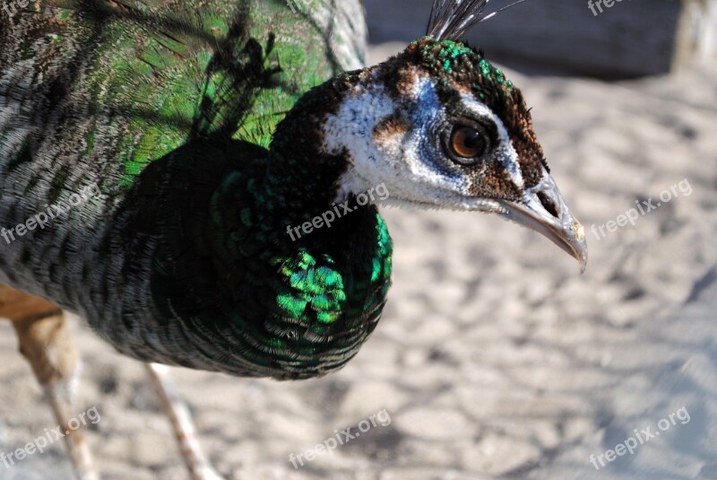 Peahen Peacock Peafowl Animal Green