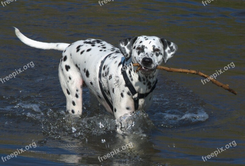 Dalmatians Dog Animal Pet Black And White