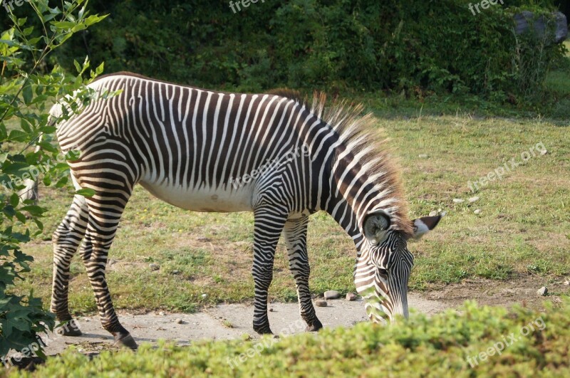 Zebra Animals Zoo Seat Belts Free Photos