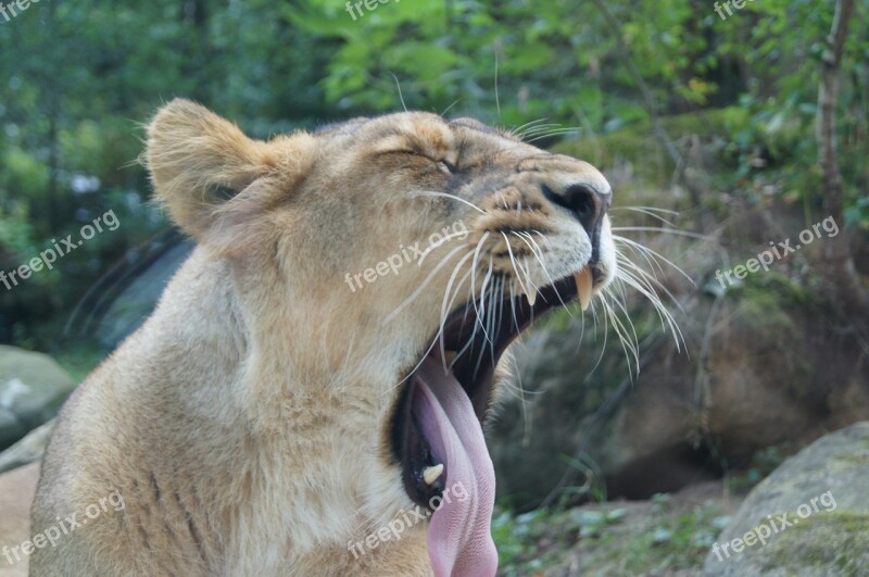 The Lioness Lion Animals Zoo Free Photos