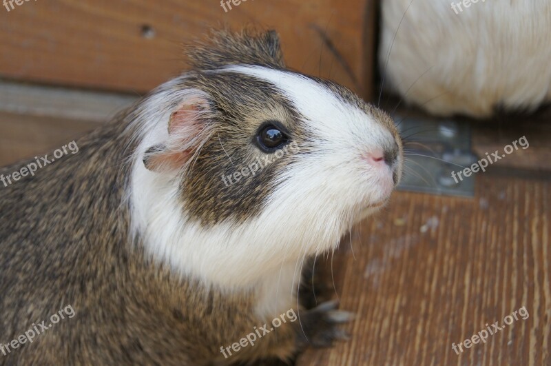 Mumps Animals Guinea Pig Free Photos