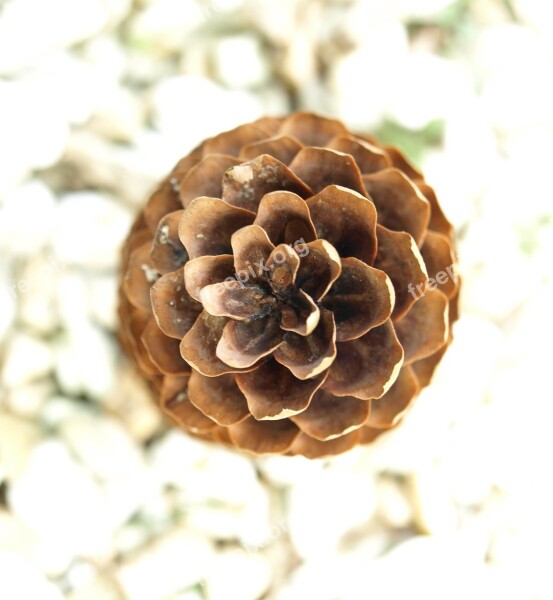 Pine Cones Conifer Spruce Forest Nature