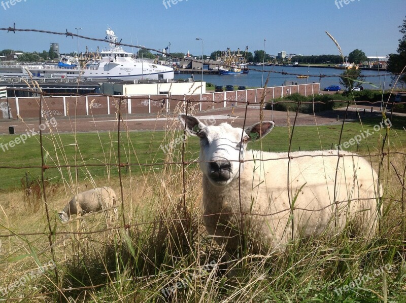 Sheep Boulevard Shipyard Vlissingen Zealand