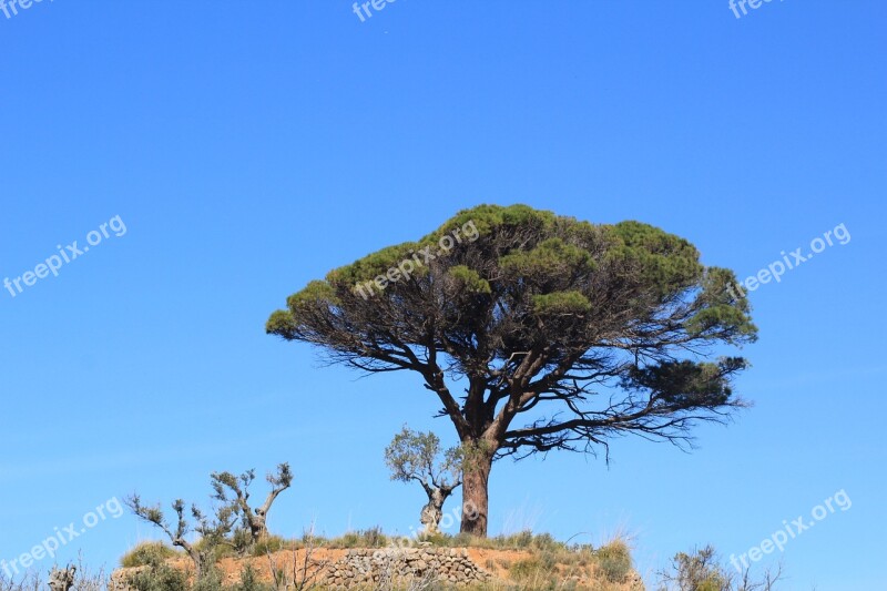 Tree Landscape Mallorca Hike Outlook