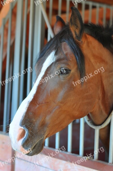 Horse Stable Head Wild Horse Animal