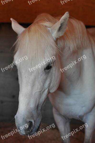 Horse Stable Head Wild Horse Animal