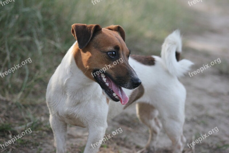 Dog Animal Dog And Man Puppy Animals