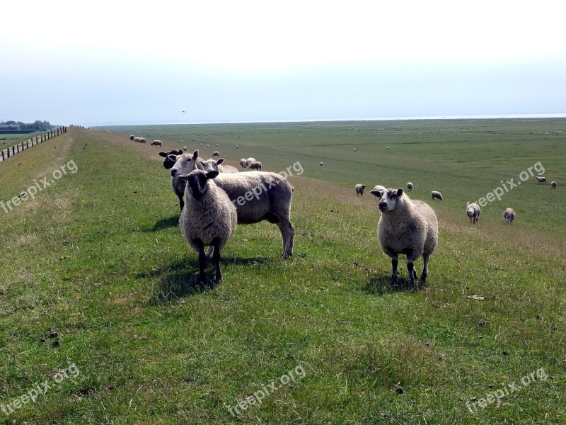 Sheep Deichschaf Dike Rest Flock Of Sheep