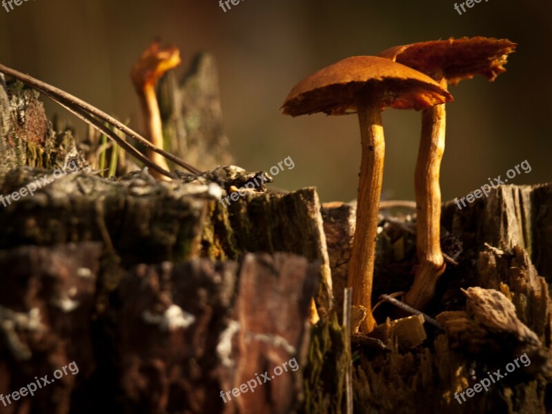 Mushrooms Nature Fungus Fungi Cap