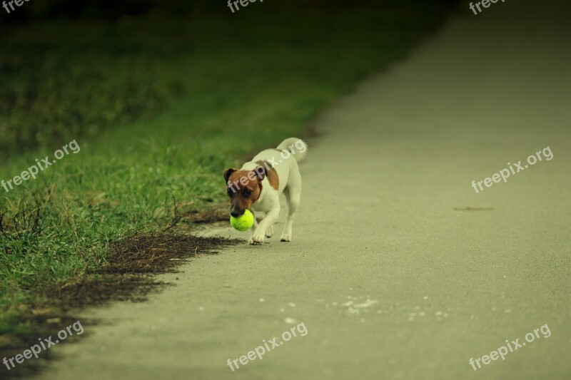 Dog Animal Puppy Animals Pets