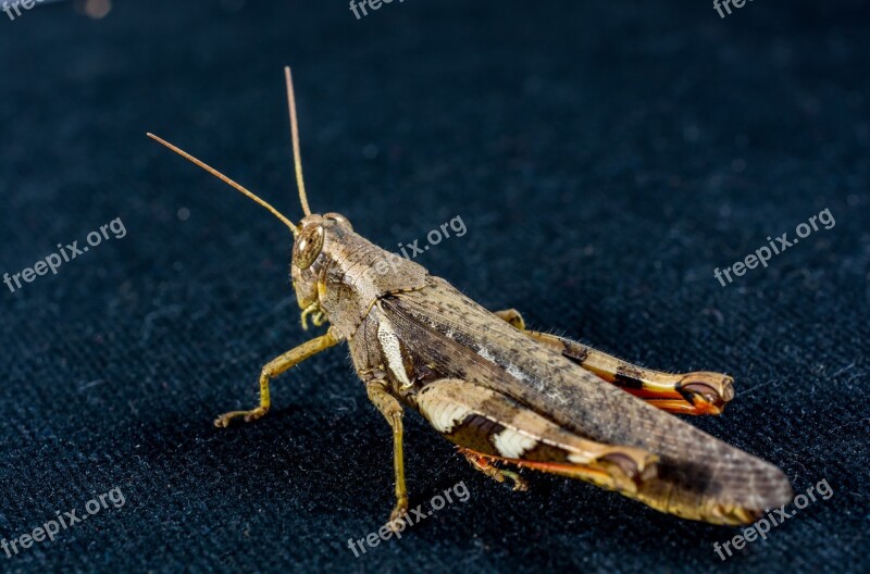 Grasshopper Viridissima Insect Scare Chitin