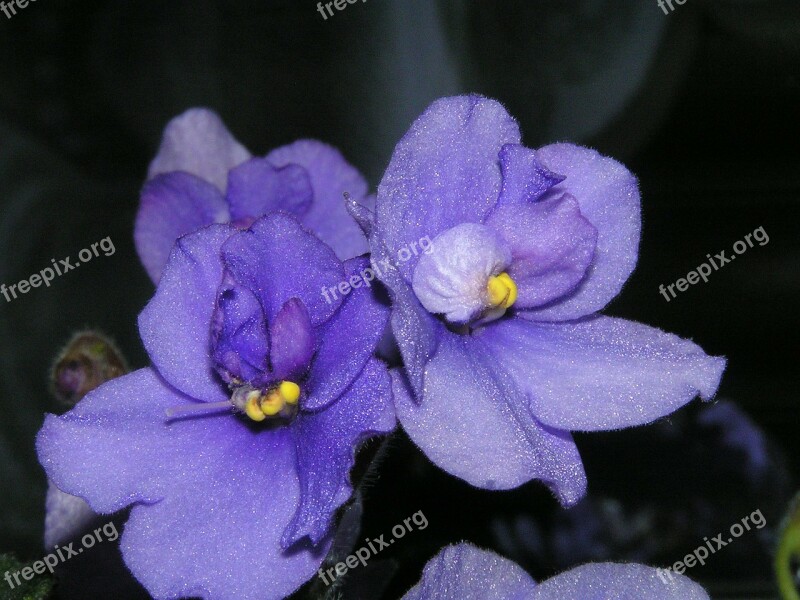 African Violet Flower Daisy Nature Blooms