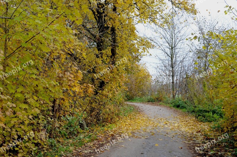 Autumn Leaves Trees Bicycle Path Alte Landstrasse