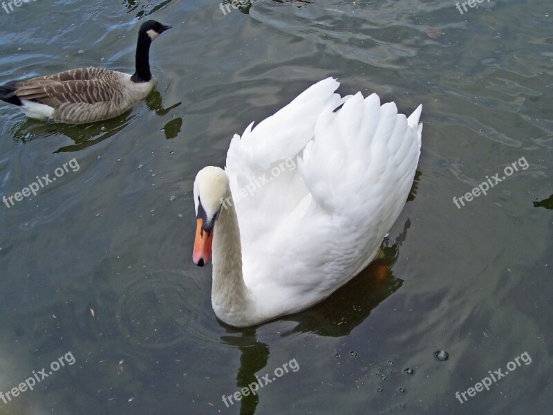 Mute Swan Cygnus Olor Swan Waterfowl Cob