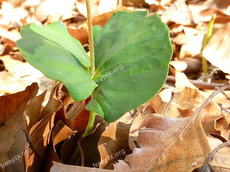 Germ Tree Nature Free Photos